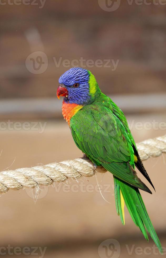 vacker papegoja foto
