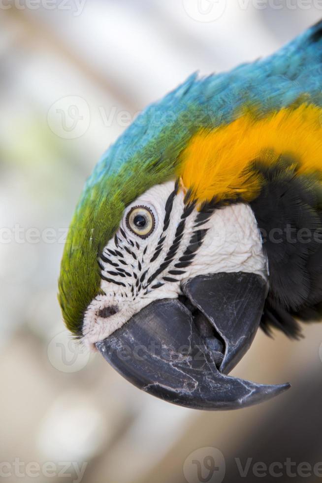 färgglad papegoja foto