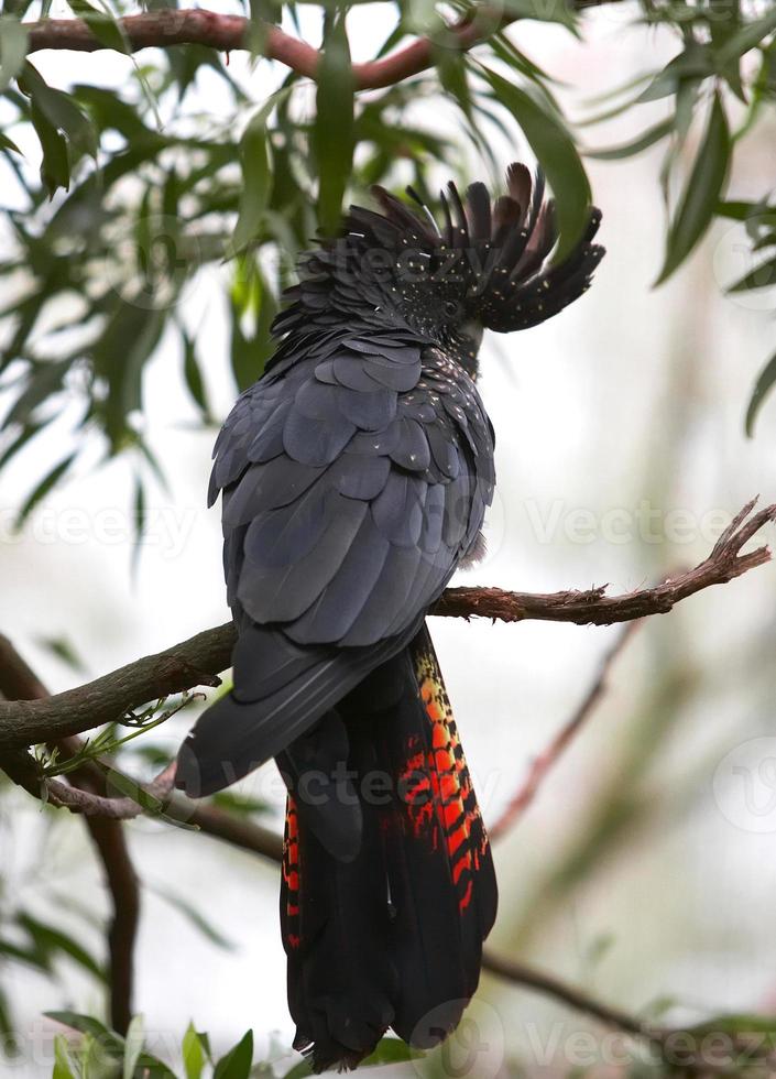 rödsvansad svart kakadua foto