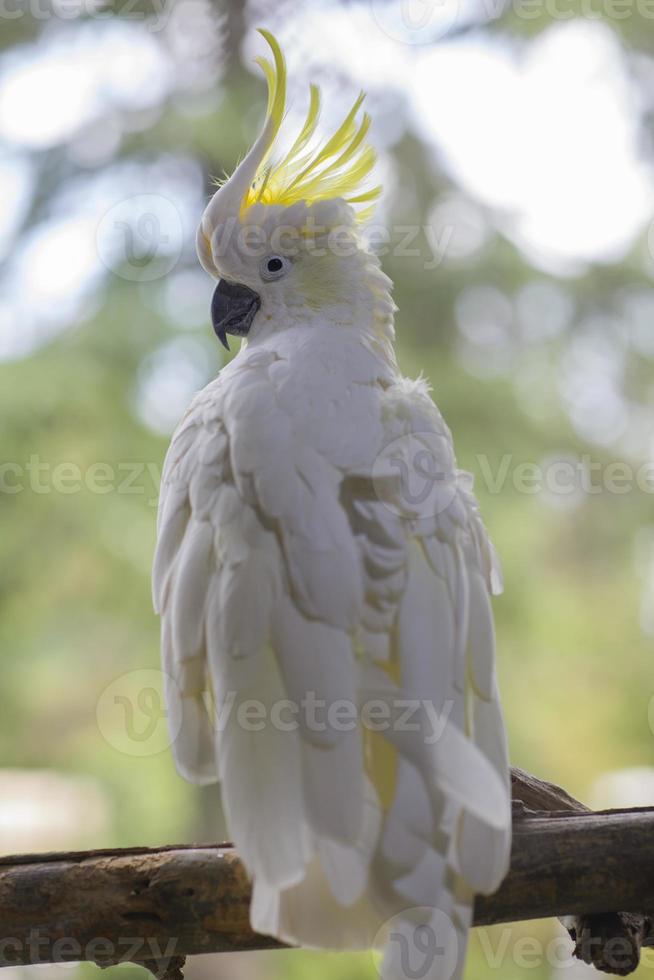 vit papegoja som sitter på en gren. белый попугай сидит на ветке. foto