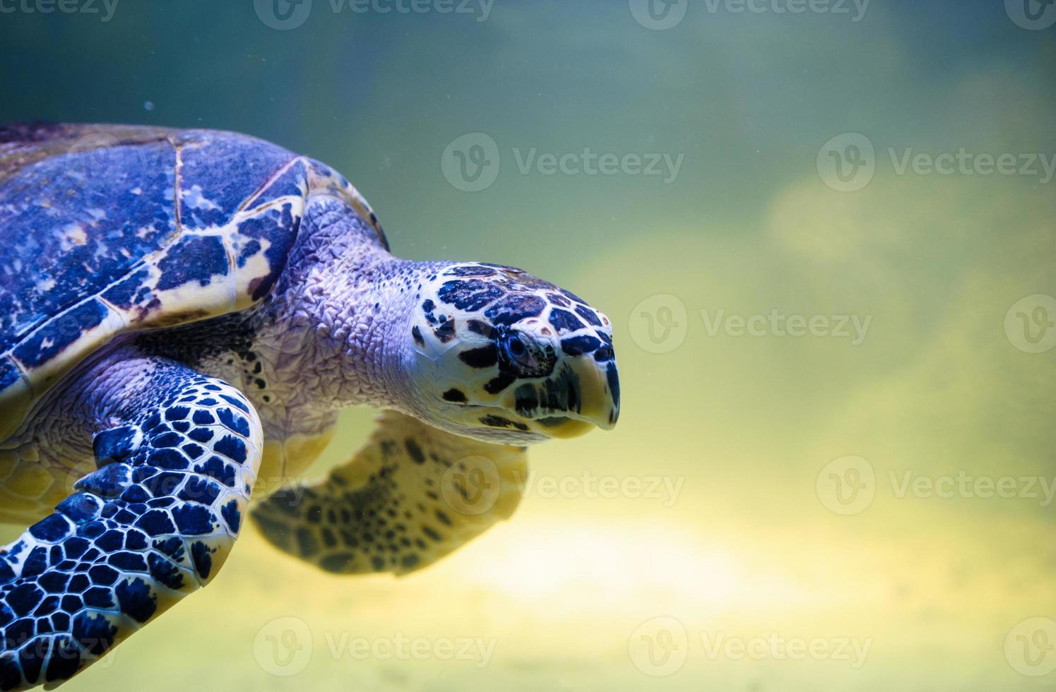 sköldpadda simning foto
