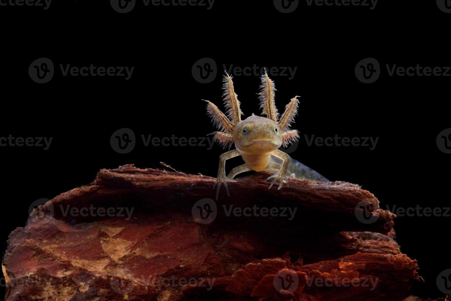 crested newt larve foto