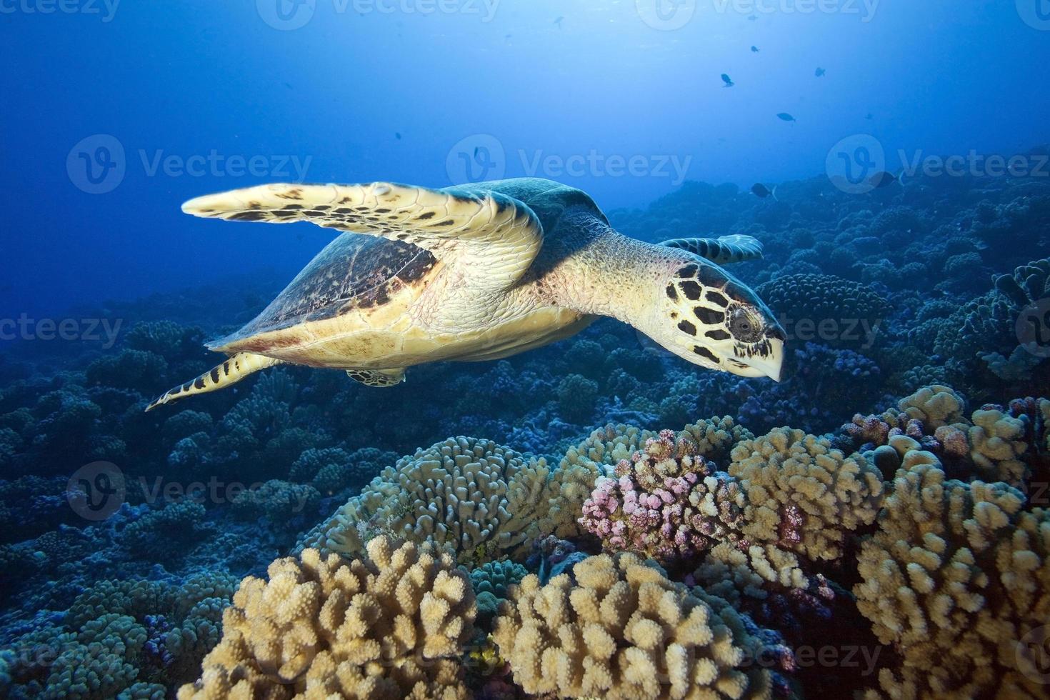 havsköldpadda foto
