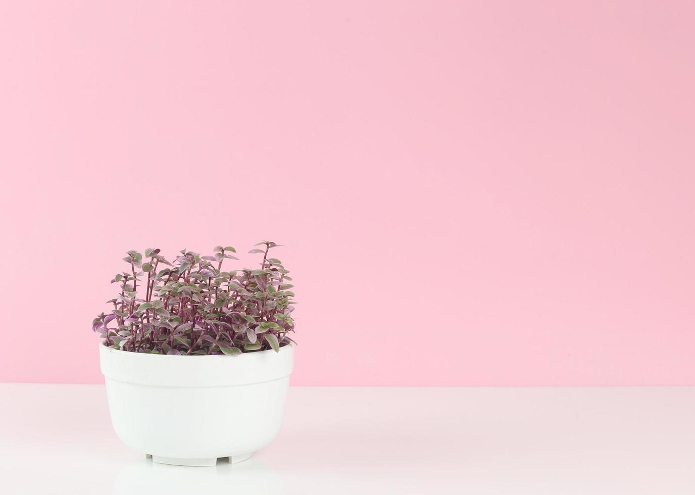 vacker kruka med växt på vit mot rosa bakgrund - mors dag - växttillväxt - rädda jorden foto