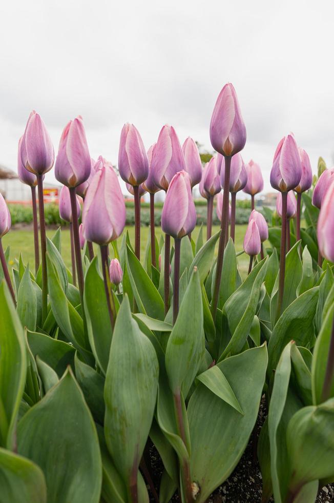 tulpaner som blommar på ett fält i början av våren på en molnig dag foto