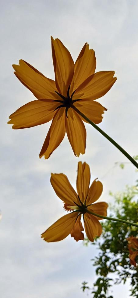 botten landskap av gula zinnia zinnia elegans kronblad blåst av vinden med en blå himmel bakgrund foto