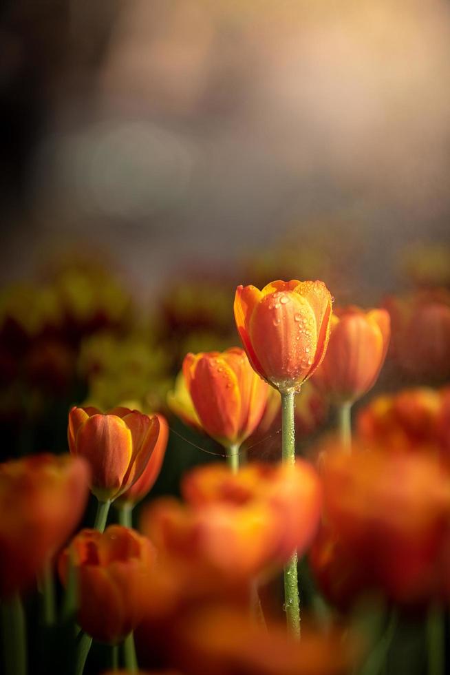 orange tulpaner i mörka toner närbild. färska vårblommor i trädgården med mjukt solljus för vertikal blomaffisch, tapet eller julkort. foto