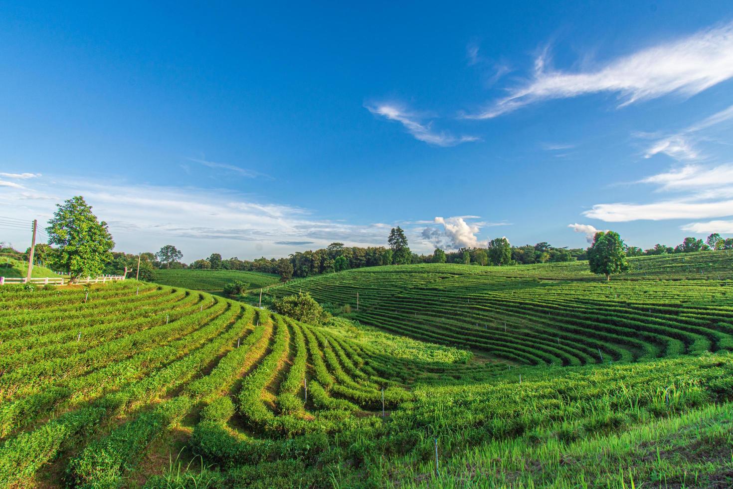 vackert landskap av choui fong teplantage vid mae chan, en turistattraktion i chiang rai i thailand. foto