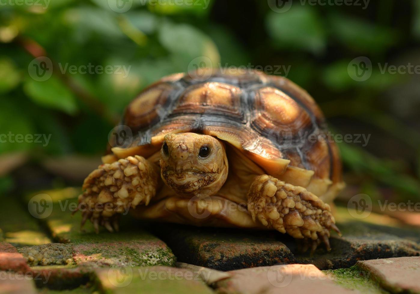 sköldpadda foto