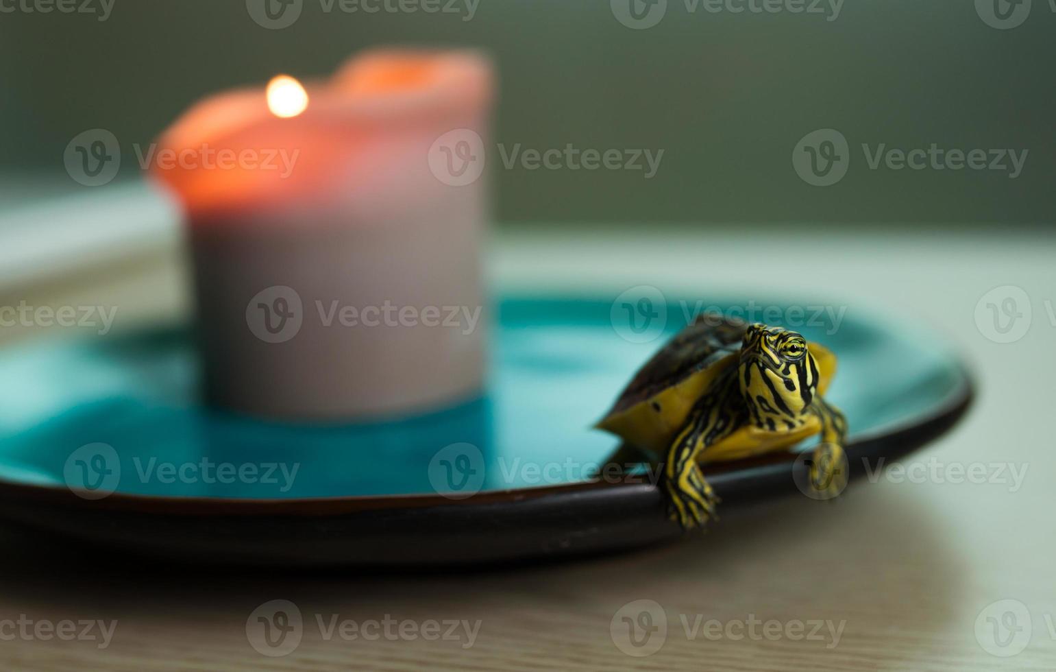 sköldpaddan utgör foto