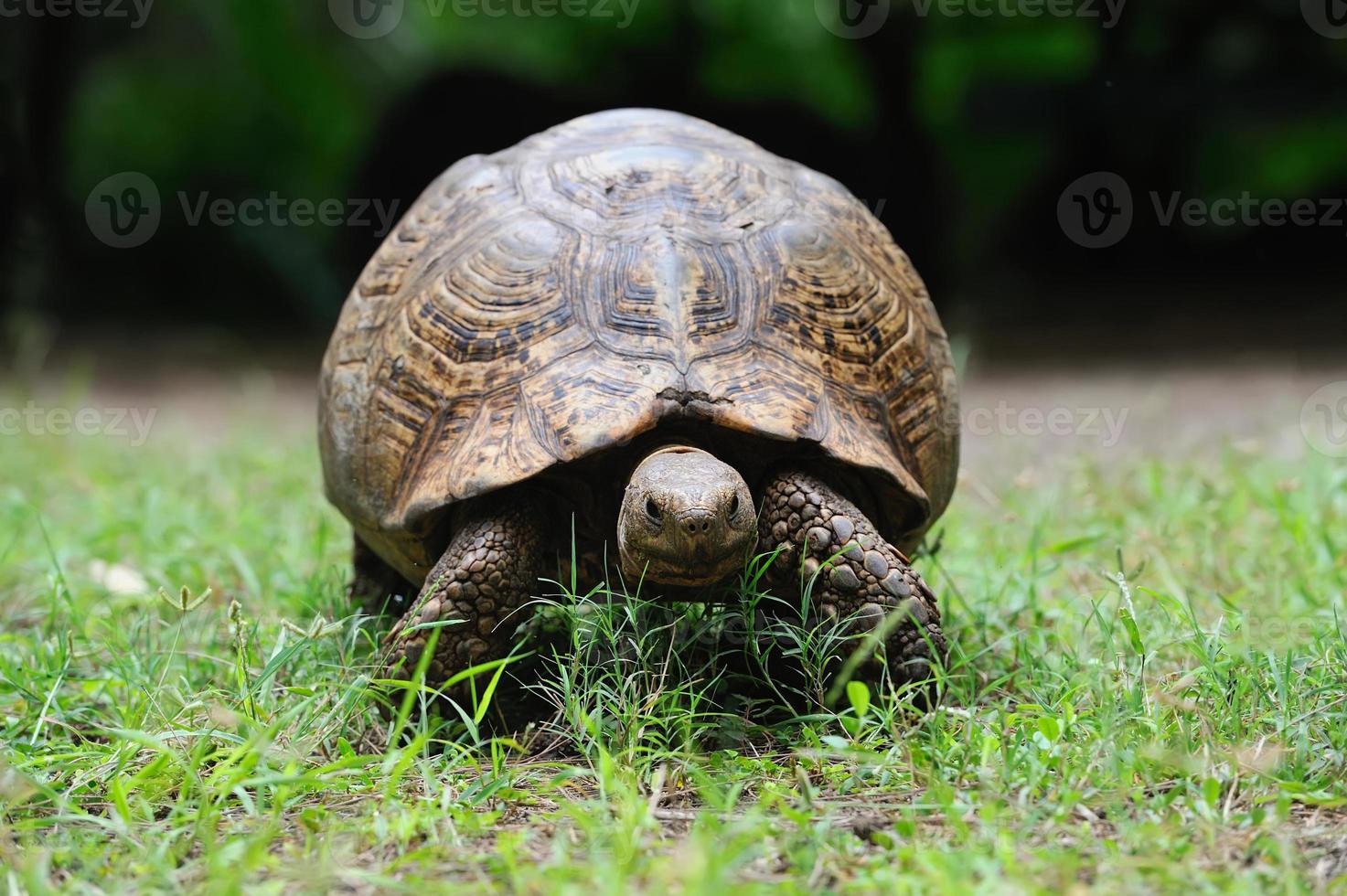 afrikansk sköldpadda i gräs foto
