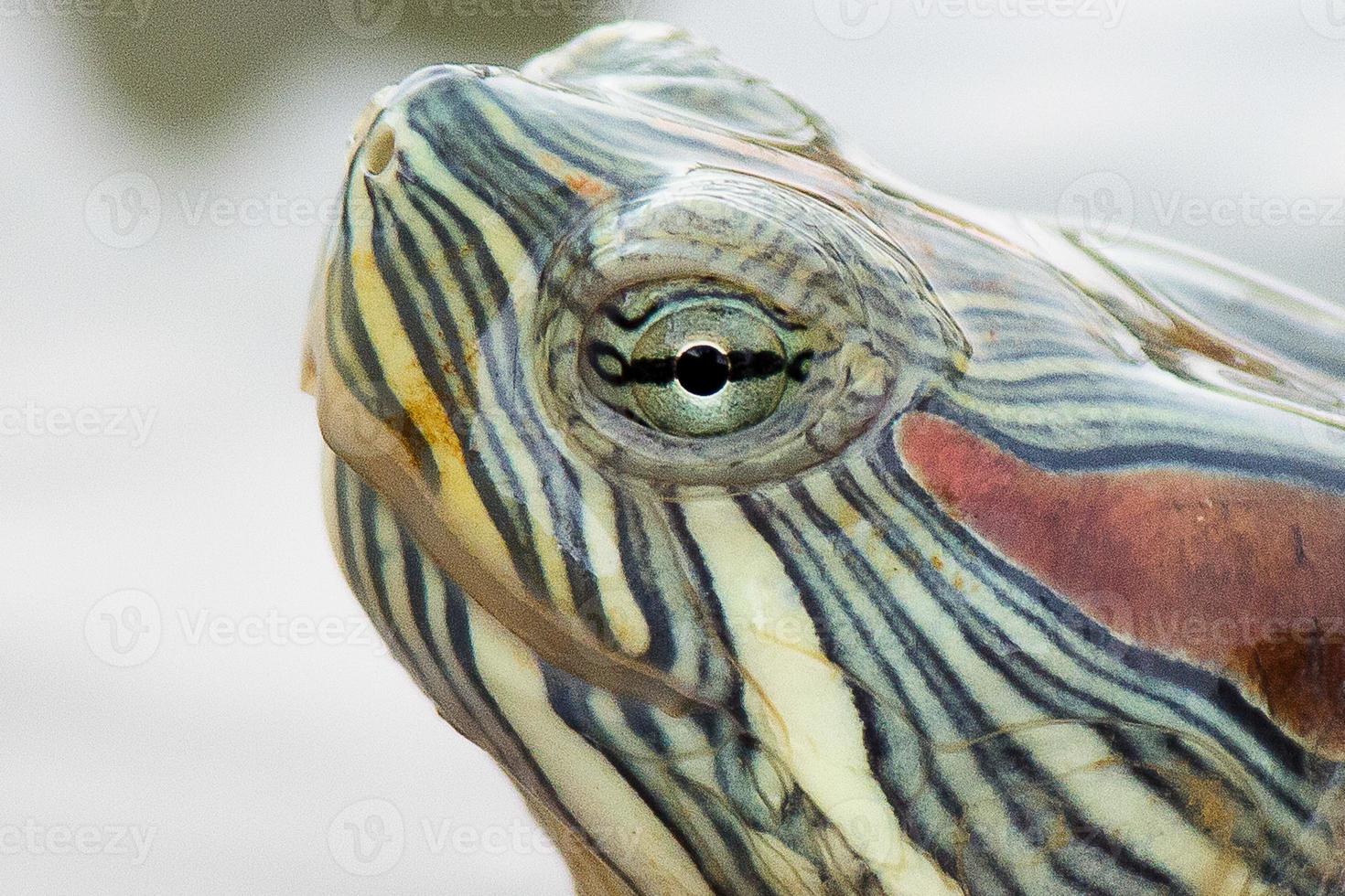sköldpadda / sköldpaddshuvud på nära håll foto