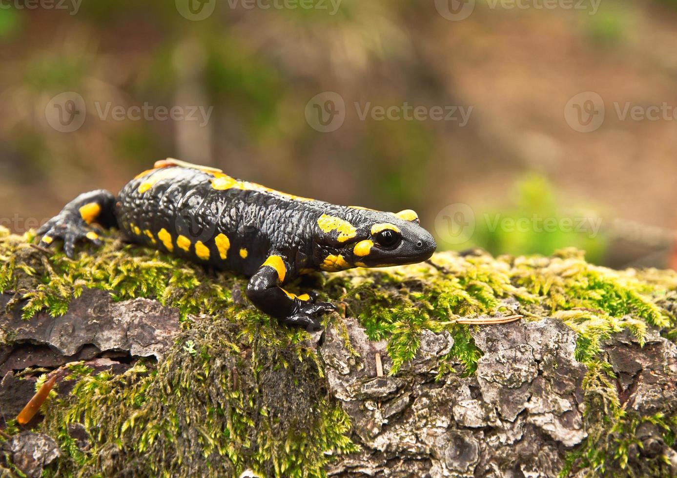 salamander foto