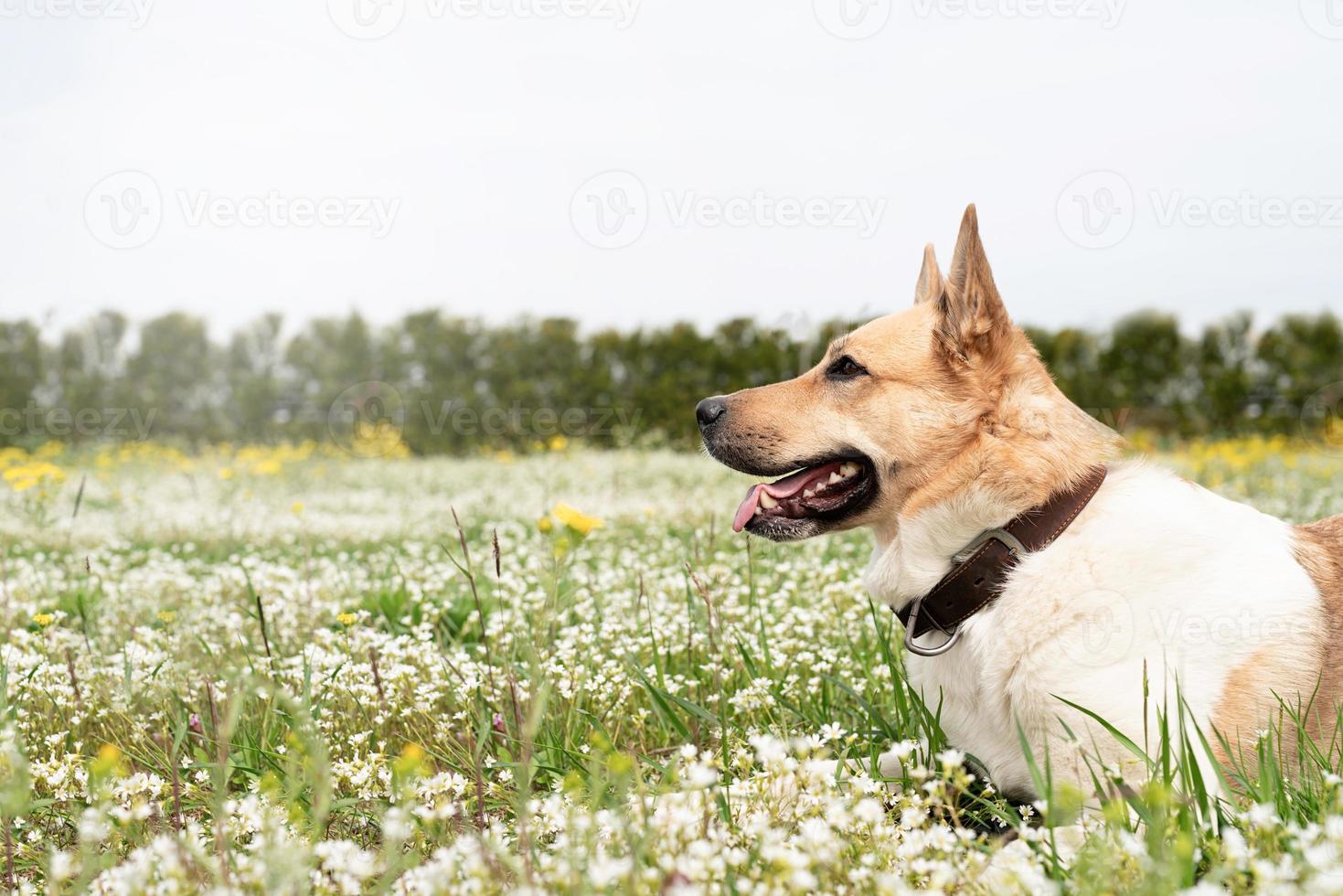 söt blandras herdehund på grönt gräs i vårblommor foto