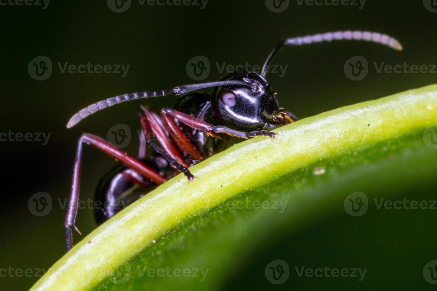 närbild svart myra på grönt blad. foto