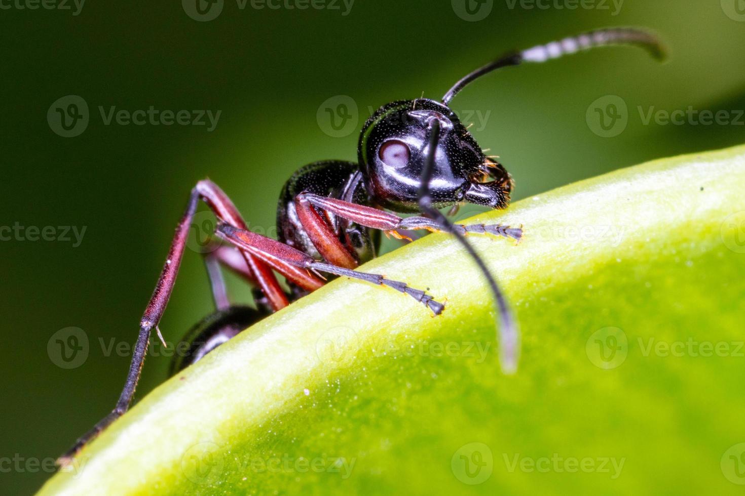 närbild svart myra på grönt blad. foto