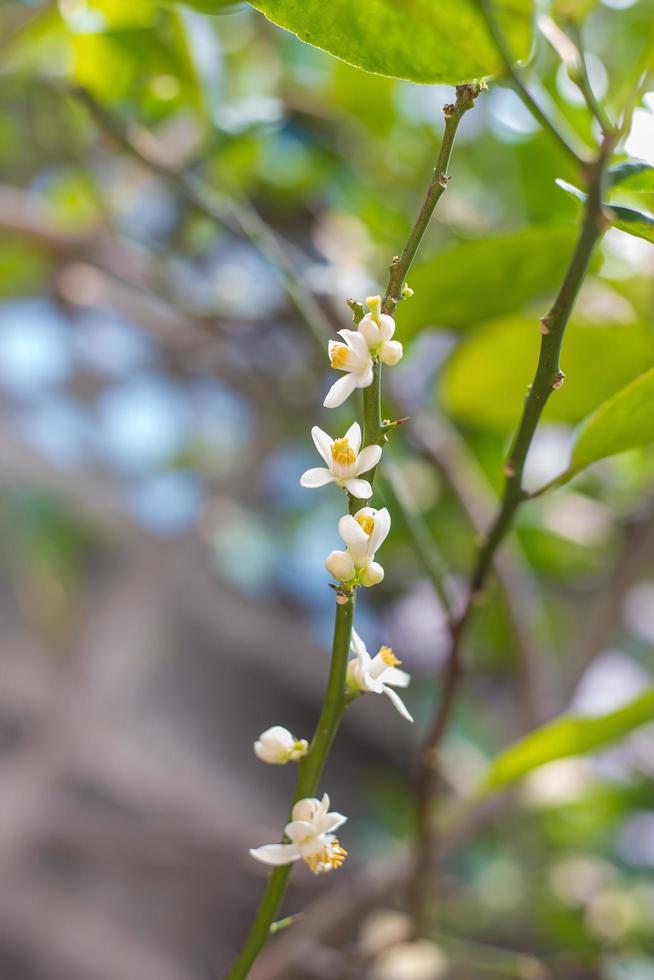 massor lime blommor citronblom på träd bland gröna löv på starkt solljus på suddig bakgrund. foto