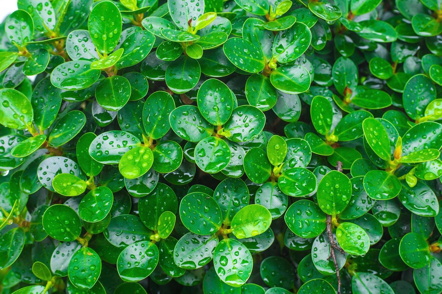 gröna blad av koreanska banyanträd med regndroppar på bladen som används som bakgrund. foto