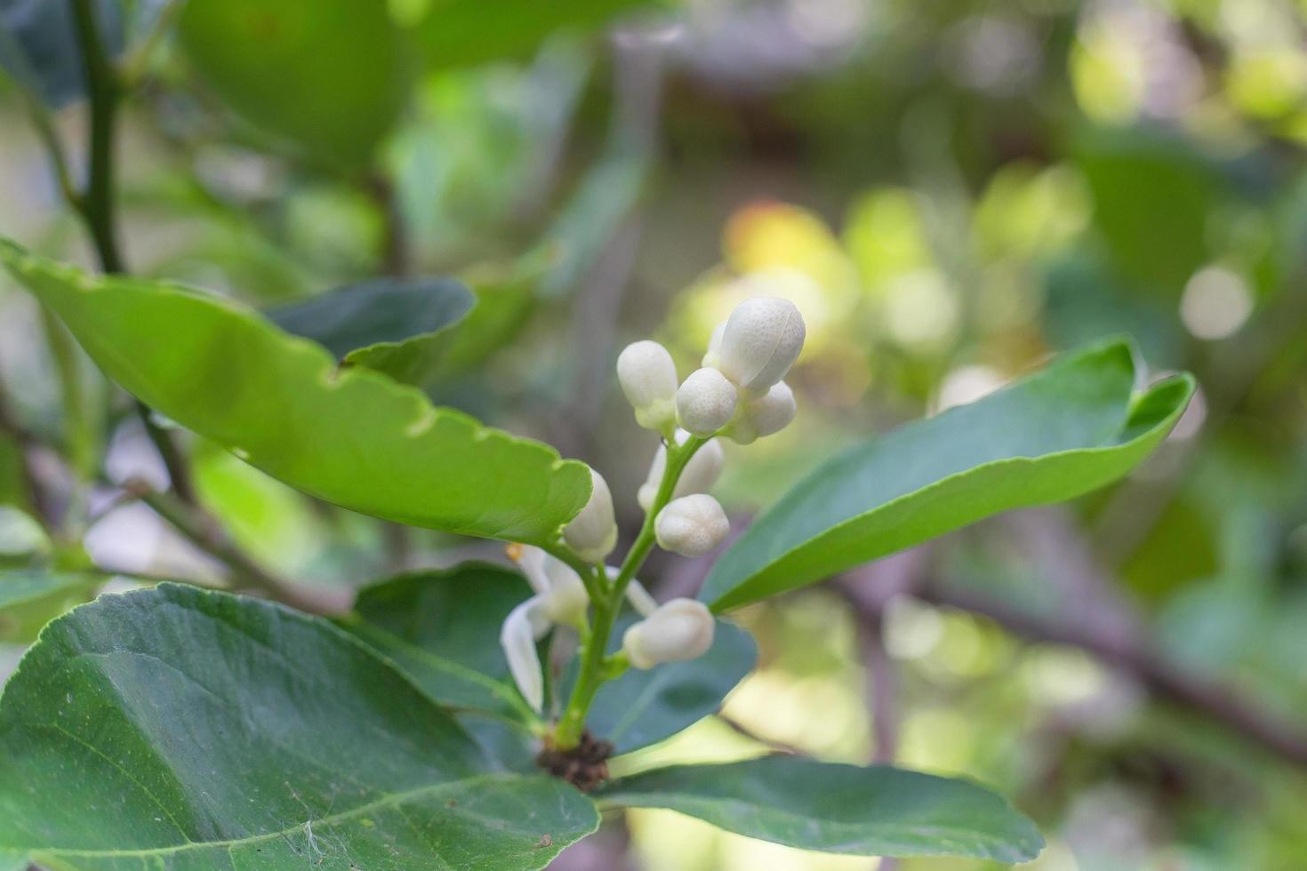 vita limeblommor, fräscha och doftande på linden med bokehbakgrund foto