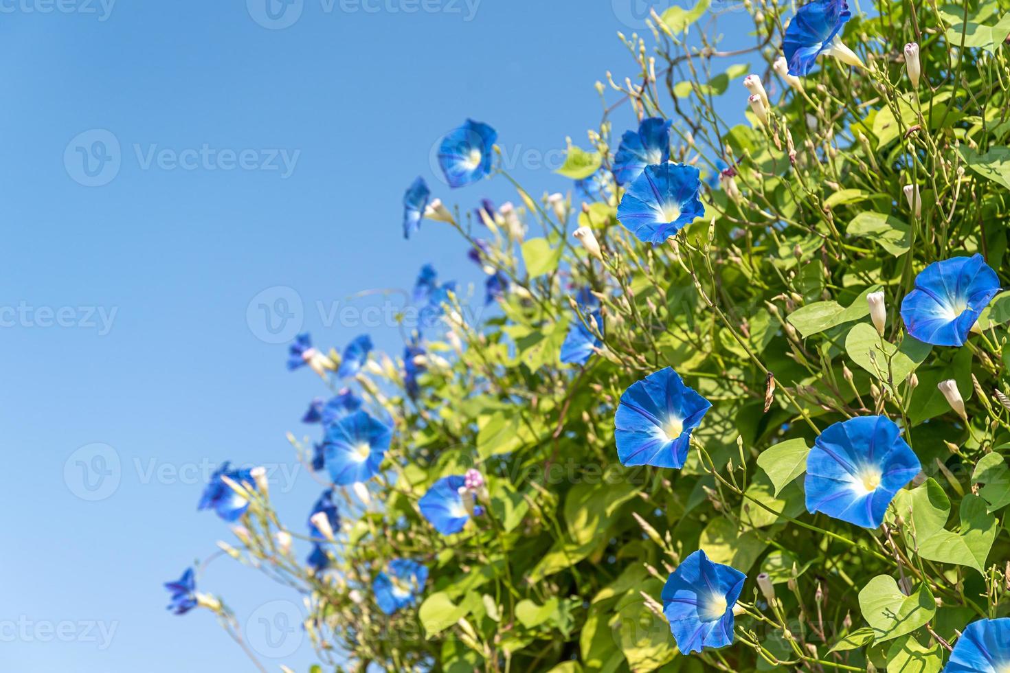 morning glory blomsteragent blå himmel foto