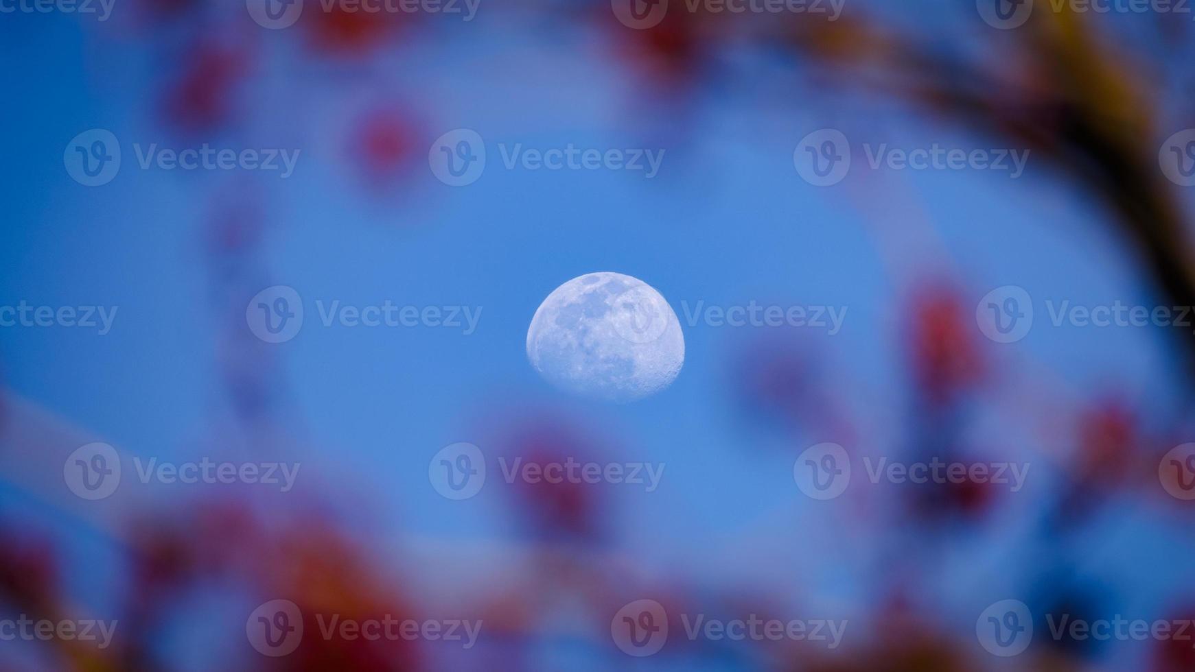 connecticut-månuppgången sedd genom körsbärsblommorna foto