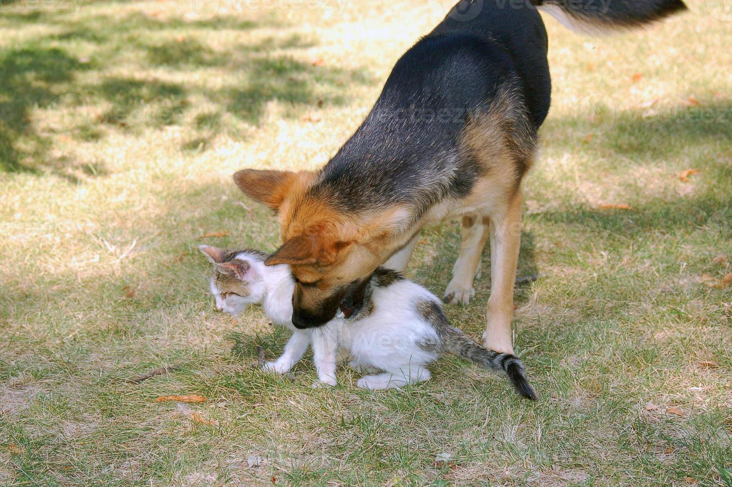 hund och katt playfu foto