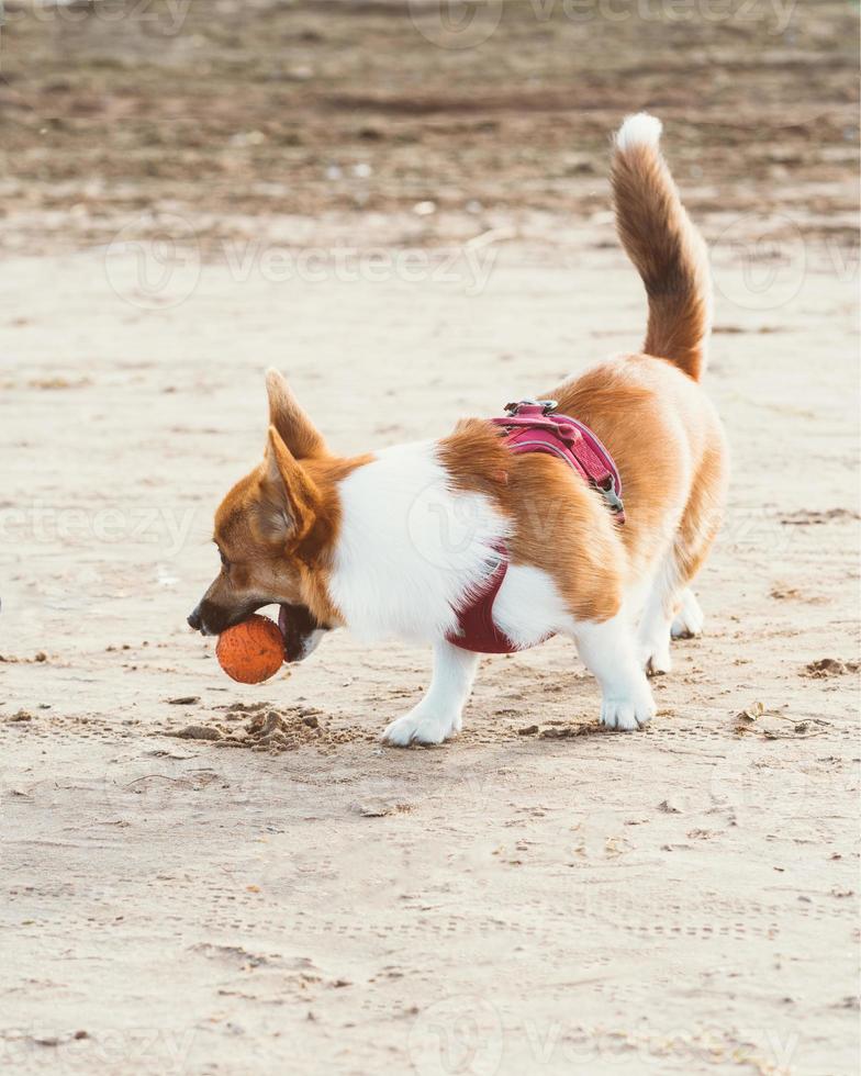 vacker hund på sandstrand. corgi valp går i naturen på sommaren i solsken nära kusten foto