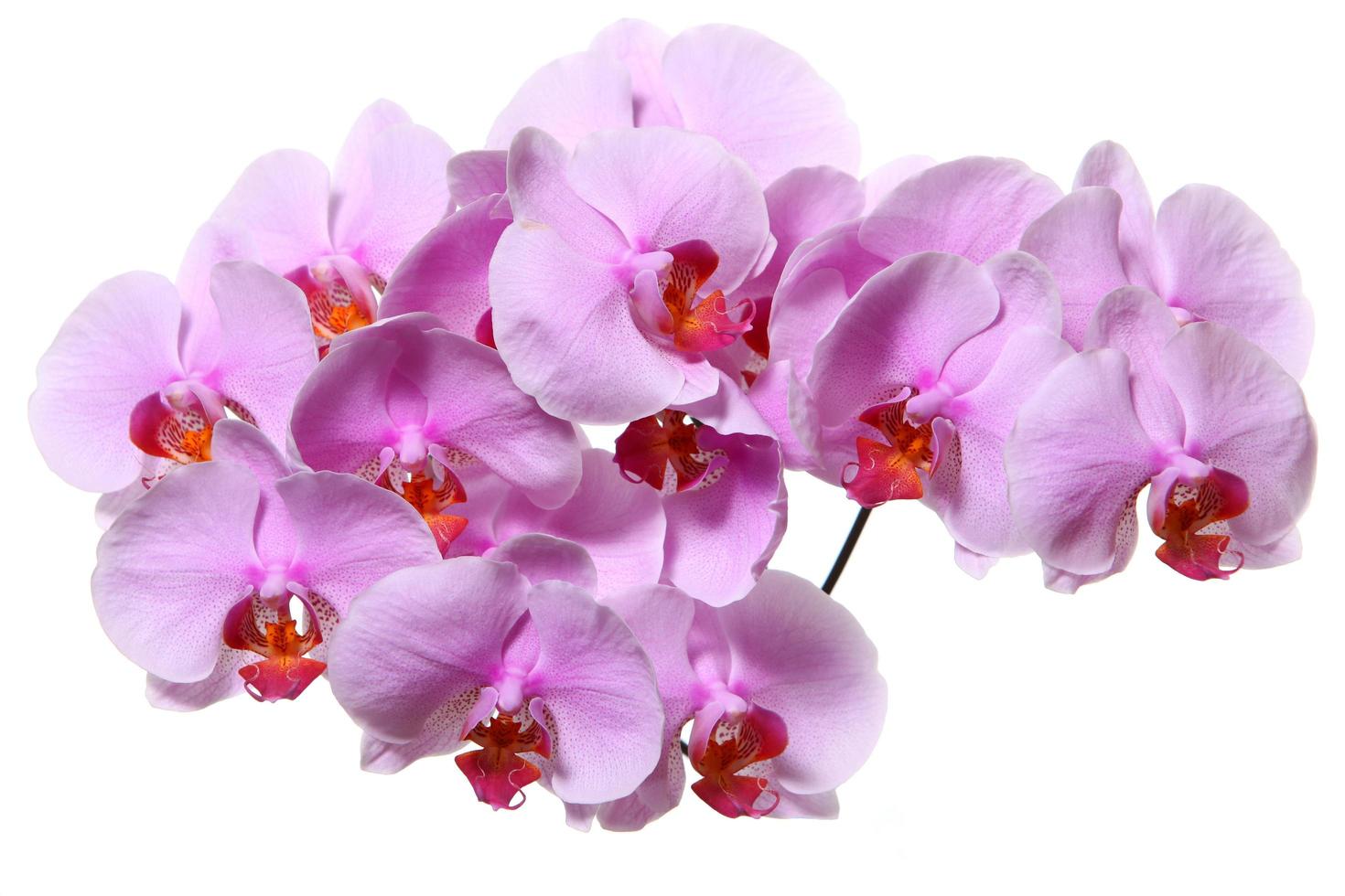 orkidéblommor isolerade på vitt foto