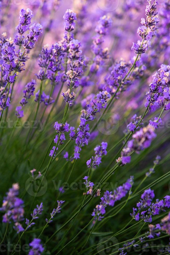 vackra lavendelfält vid soluppgången. lila blomma bakgrund. blomma violetta aromatiska växter. foto