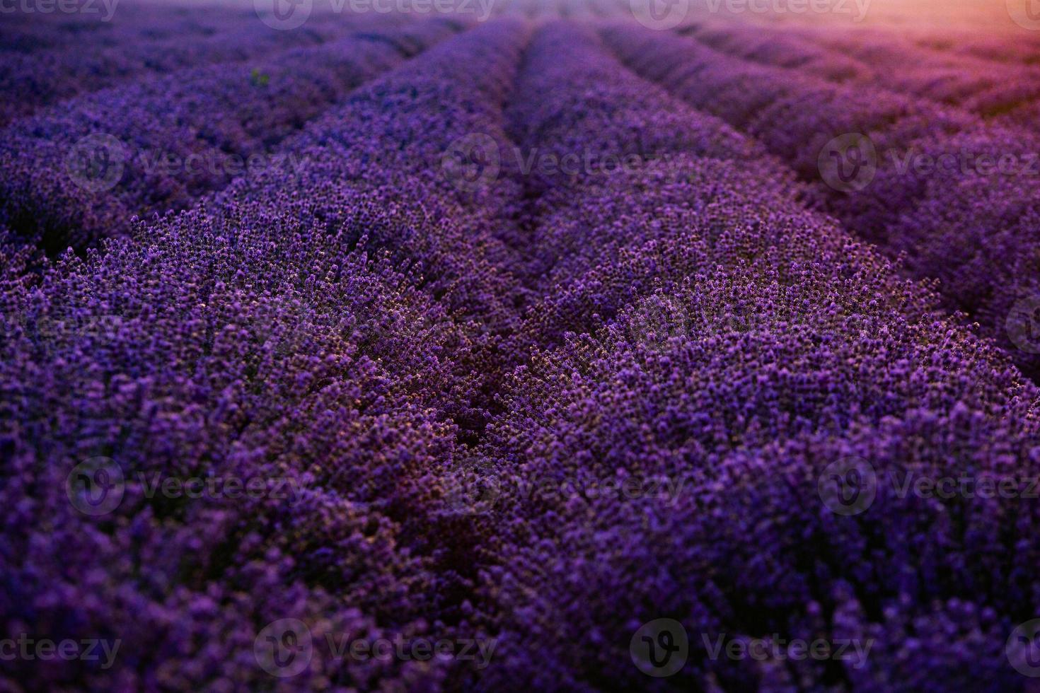 vackra lavendelfält vid soluppgången. lila blomma bakgrund. blomma violetta aromatiska växter. foto