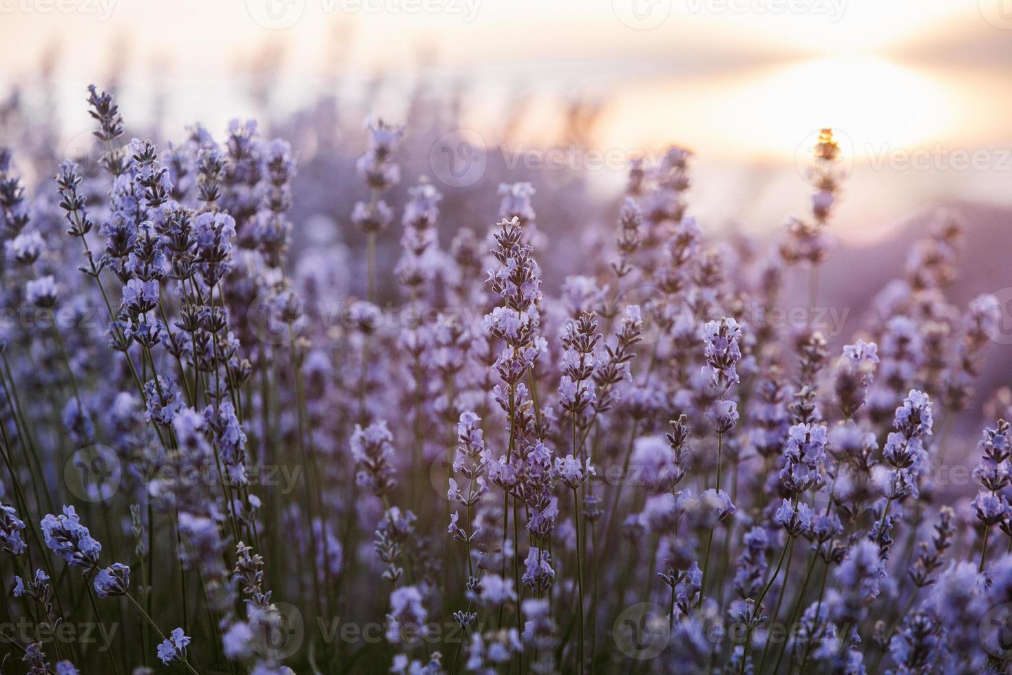 vackra lavendelfält vid soluppgången. lila blomma bakgrund. blomma violetta aromatiska växter. foto