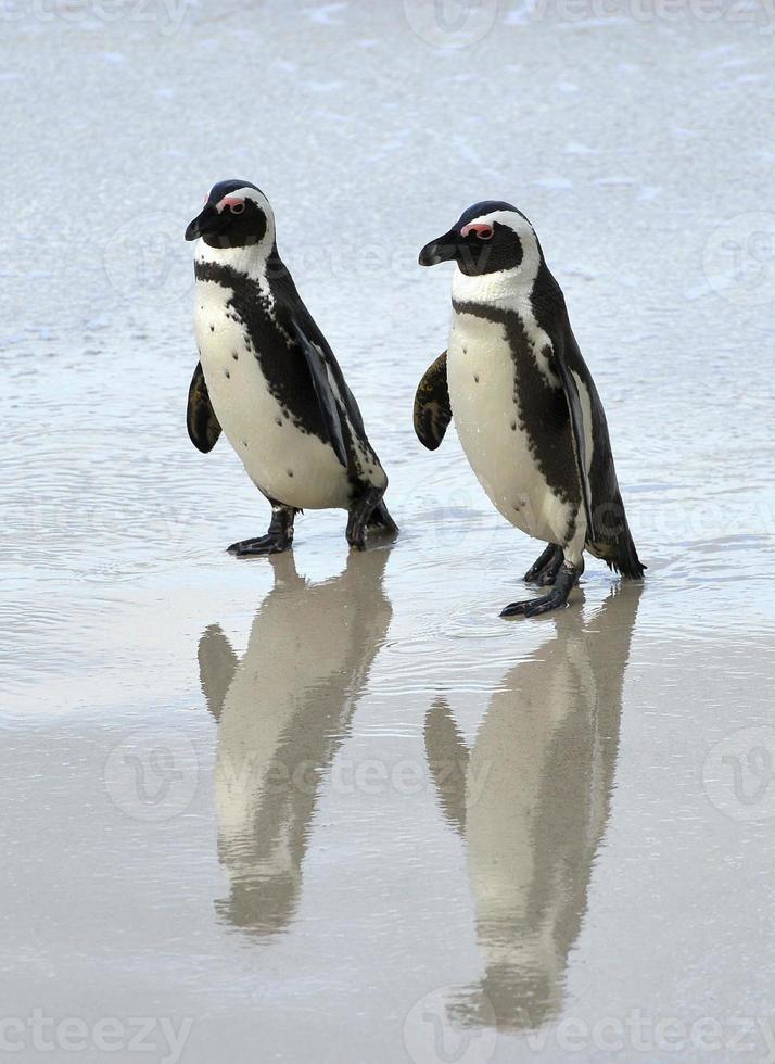afrikanska pingviner på stranden. foto