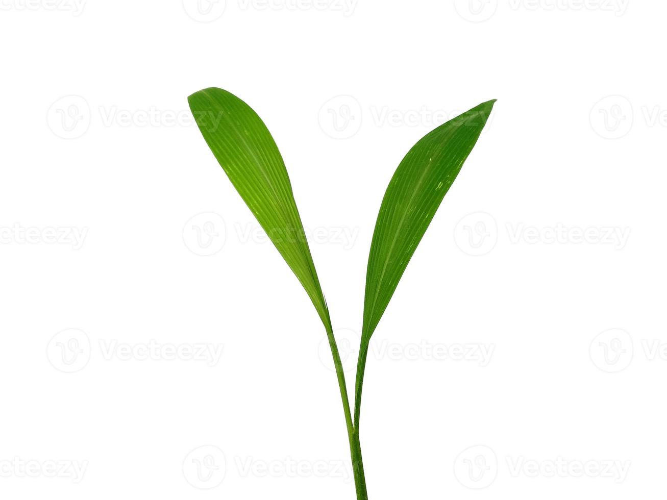 träd på vit bakgrund. gröna blad isolerad på vit bakgrund foto