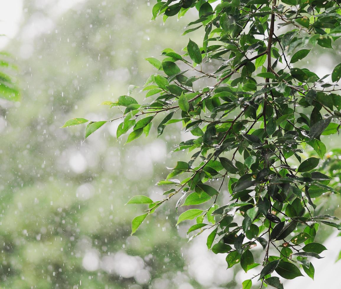 gröna löv och hällande regn i regnig dag textur. skönhet fallande regndroppe på våt tropisk löv natur med bokeh bakgrund. foto