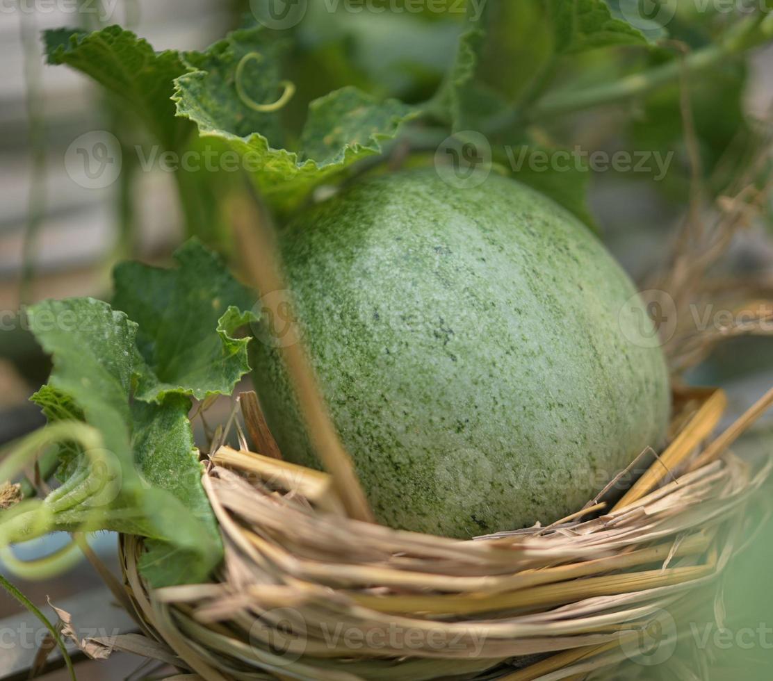 melon, vattenmelon, växthus, giftfri foto