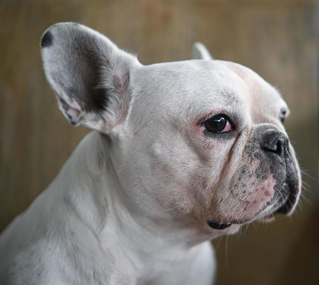 hundansikte, fransk bulldog, vit hund, rynkigt ansikte, ansiktsfokus på närbild. foto