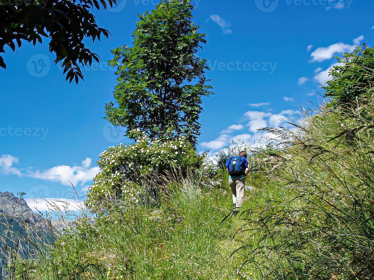 ett vackert sommarlandskap med träd och berg. foto