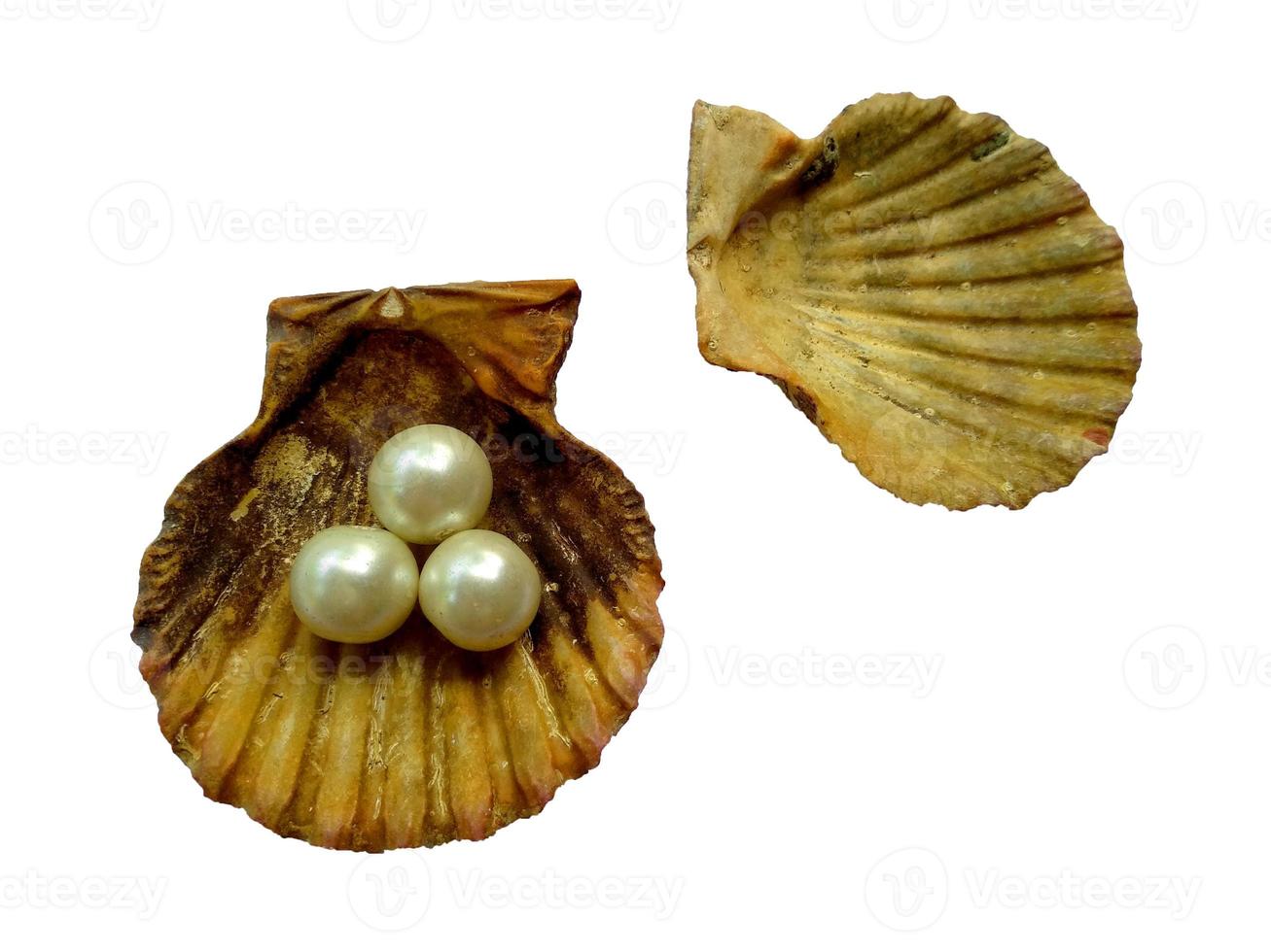 snäckskal med pärla isolerad på vit bakgrund foto