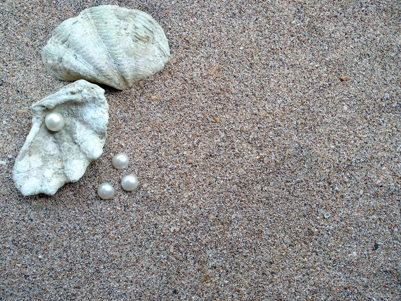 skal med en pärla på en strandsand foto