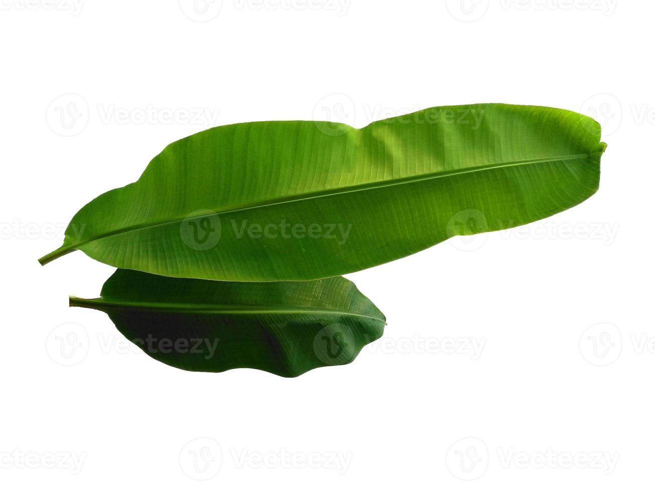musaceae eller bananblad på vit bakgrund foto