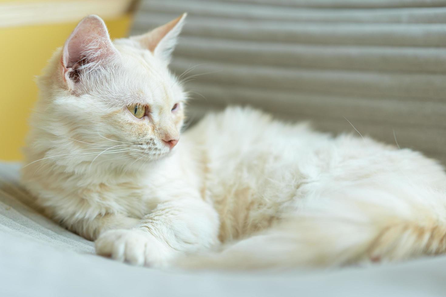 söt katt tittar runt, begreppet husdjur, husdjur. närbild porträtt av katt som sitter ner tittar runt foto