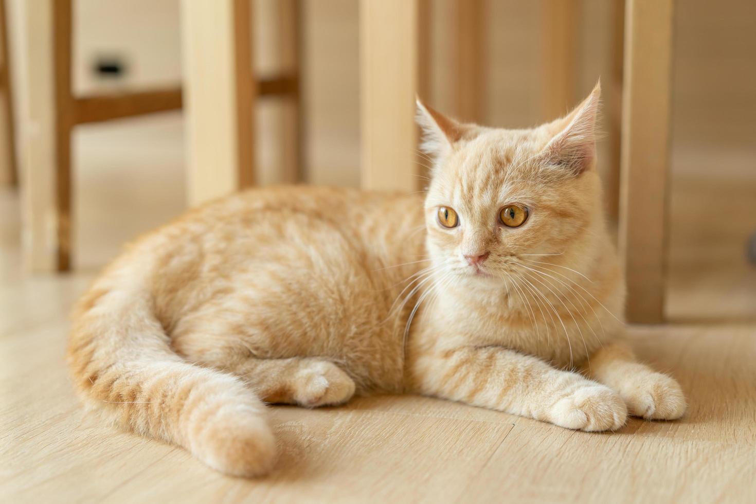 söt katt tittar runt, begreppet husdjur, husdjur. närbild porträtt av katt som sitter ner tittar runt foto