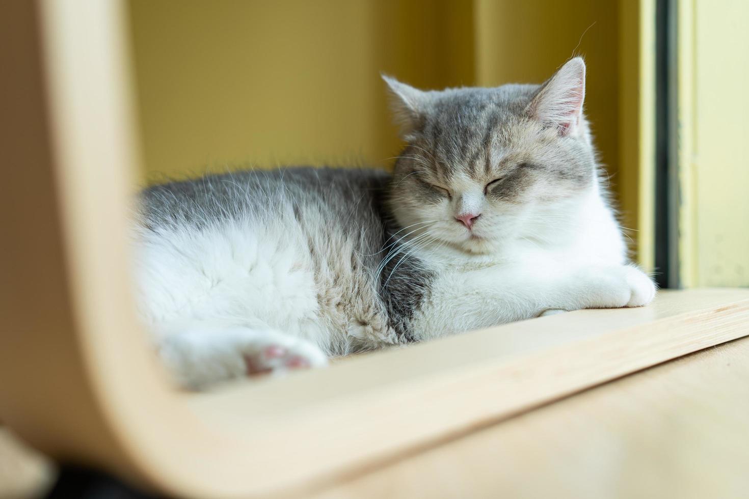 katt som sover på ett träbord. sovande katt foto