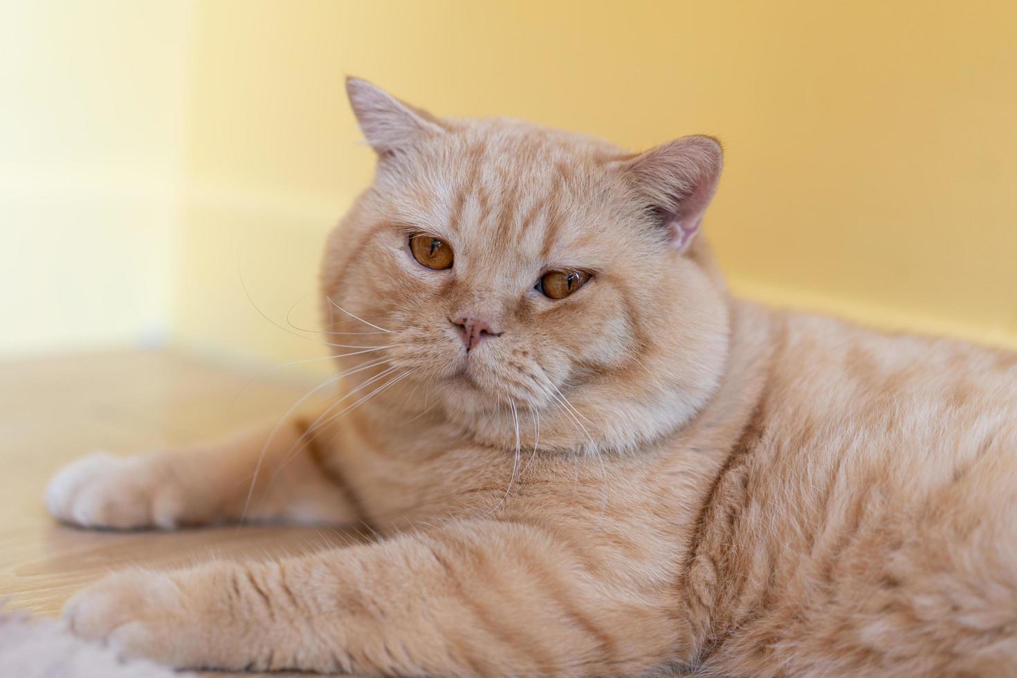 katt med huvudet lutat inomhus. katten tittar på kameran. porträtt av en katt med gula ögon. foto