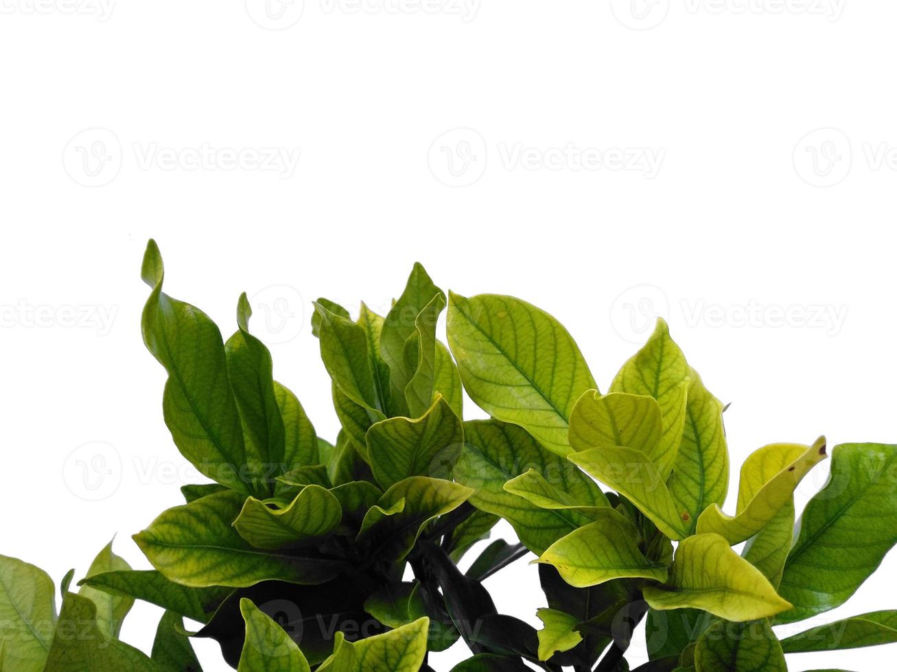 kacapiring eller gardenia augusta eller cape jasmin blad isolerad på vit bakgrund foto