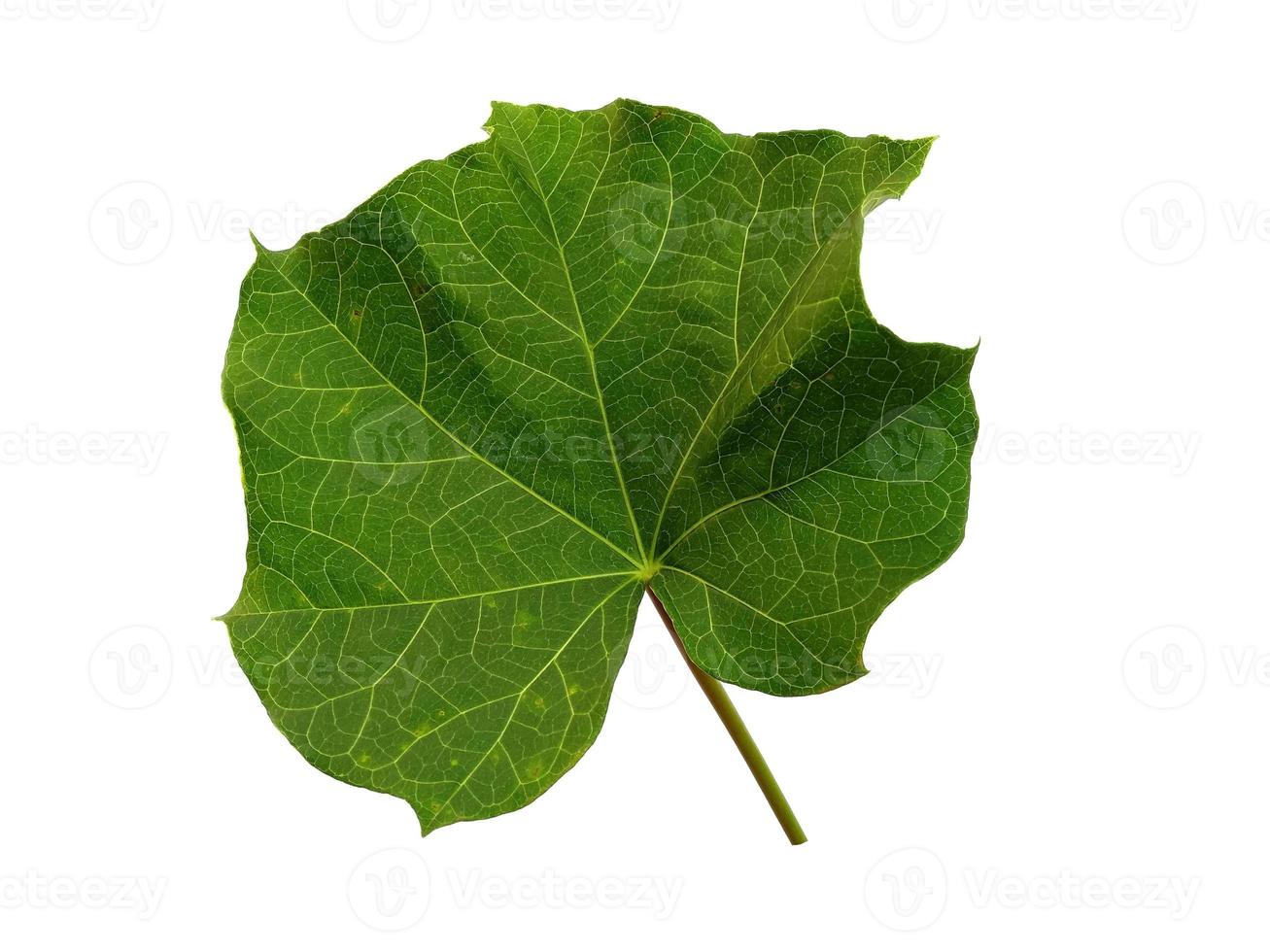 grönt ricinus communis blad på vit bakgrund foto