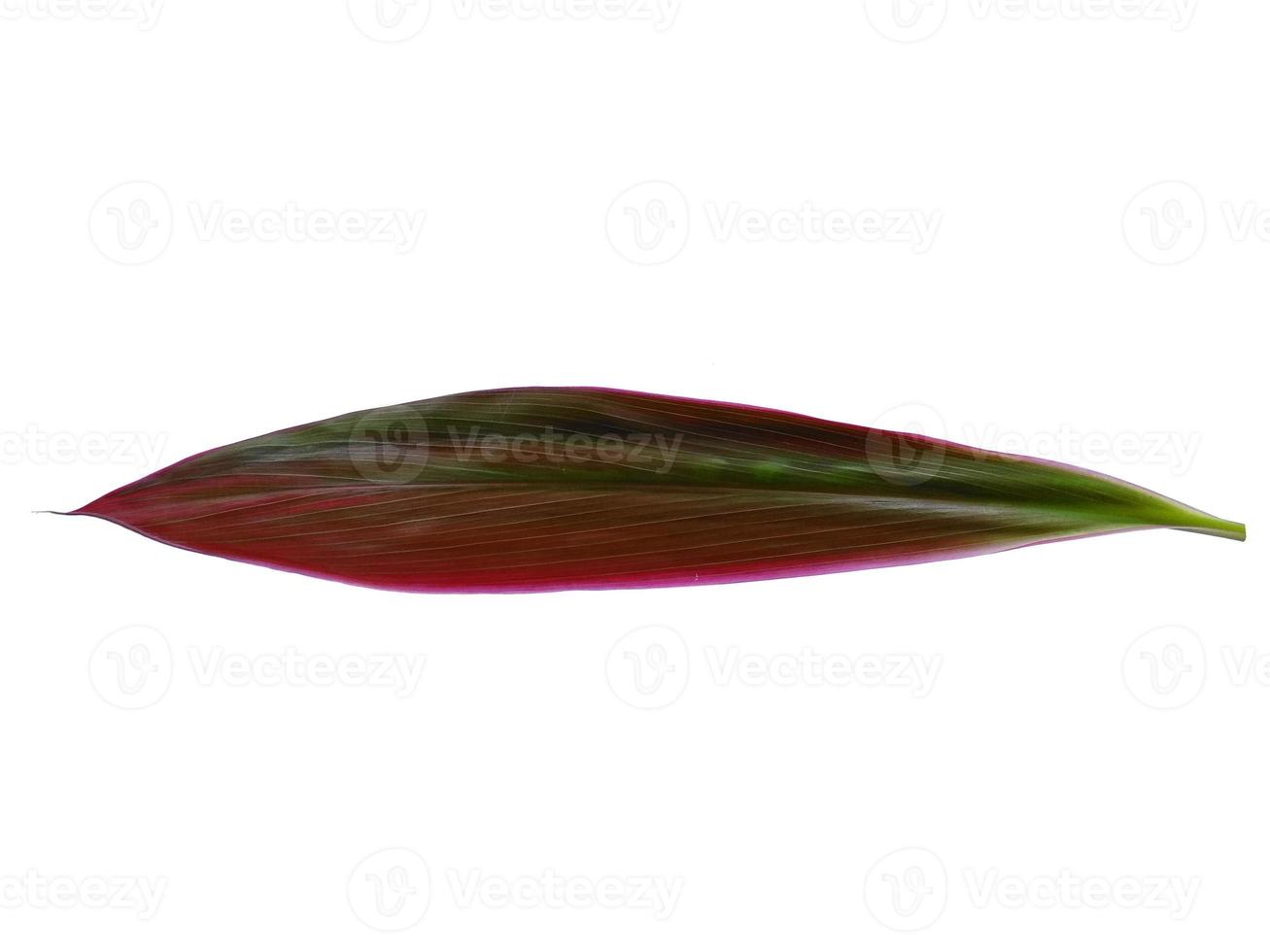 cordyline fruticosa blad eller hanjuang blad på vit bakgrund foto