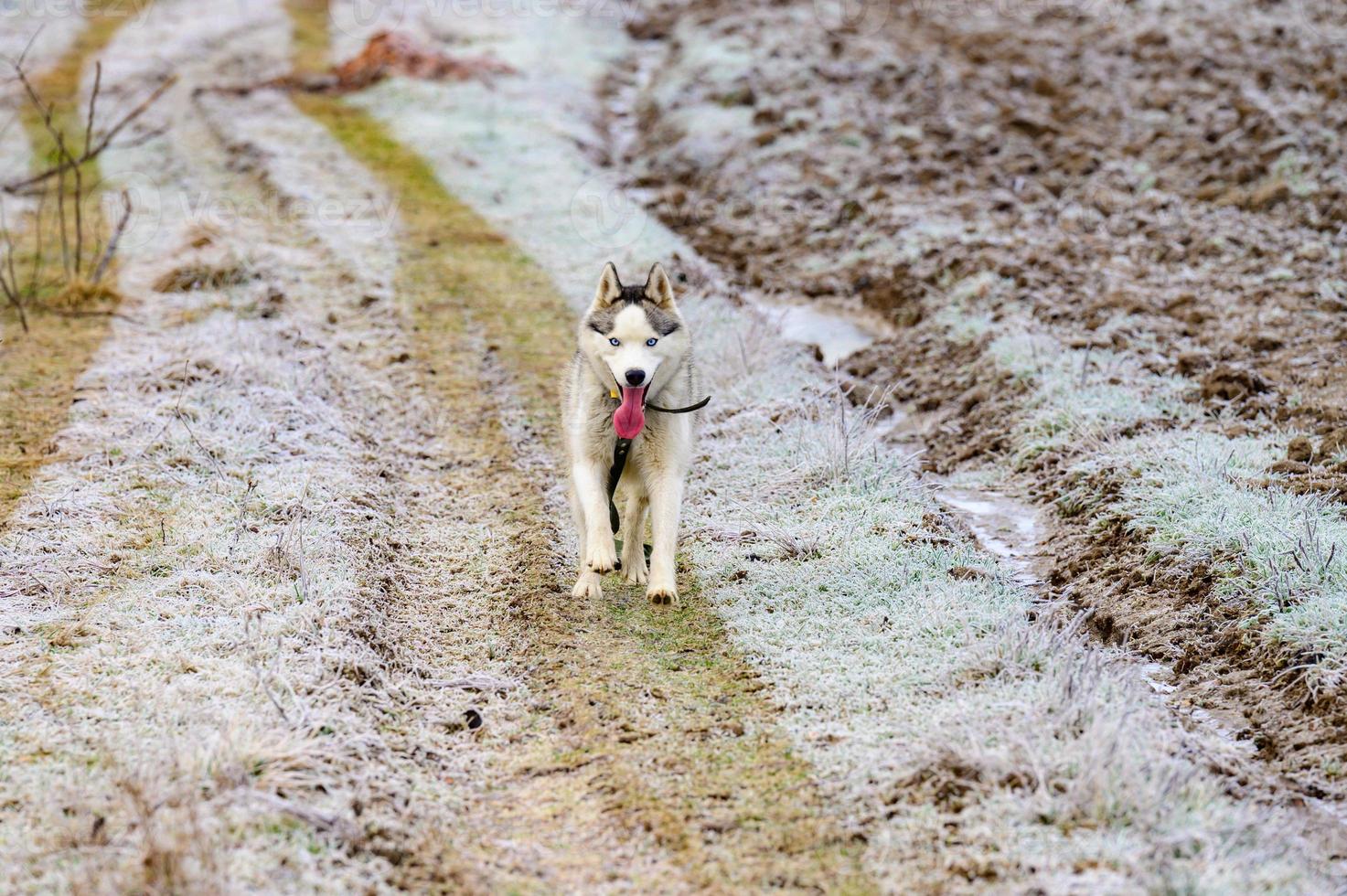en promenad i morgonskogen, gräs täckt av rimfrost, vinterfrost, husky som springer på promenad. foto