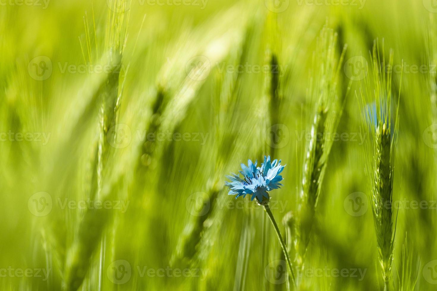 blå majsblomma på grönt fält foto