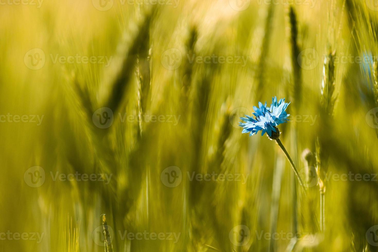 blå majsblomma på grönt fält foto